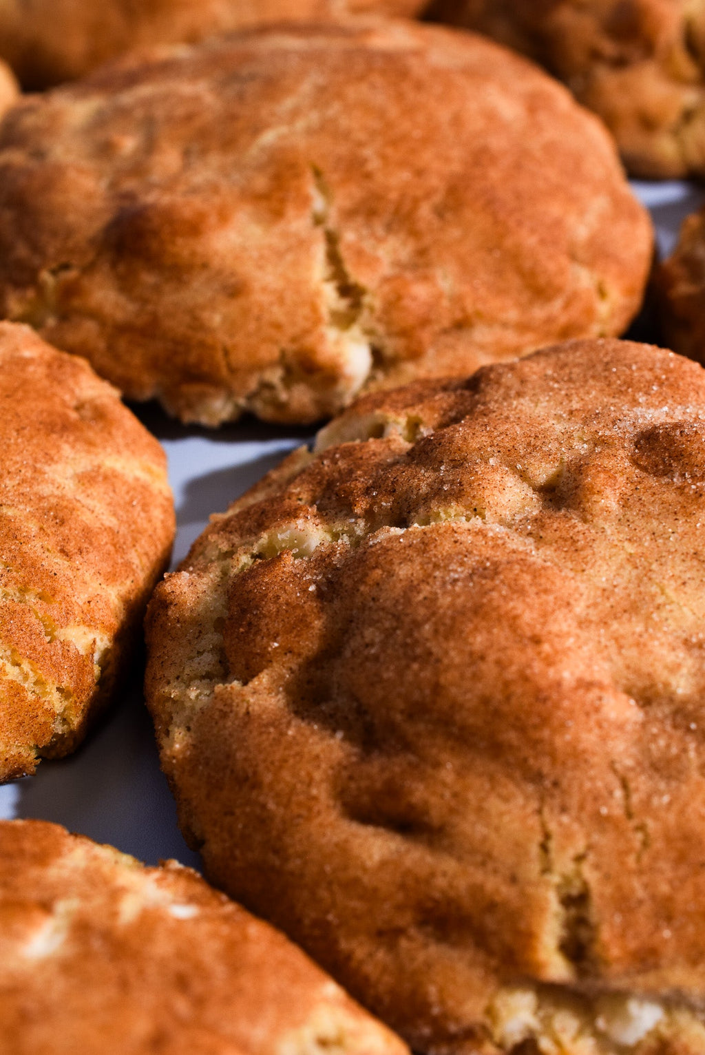 Snickerdoodle image 4